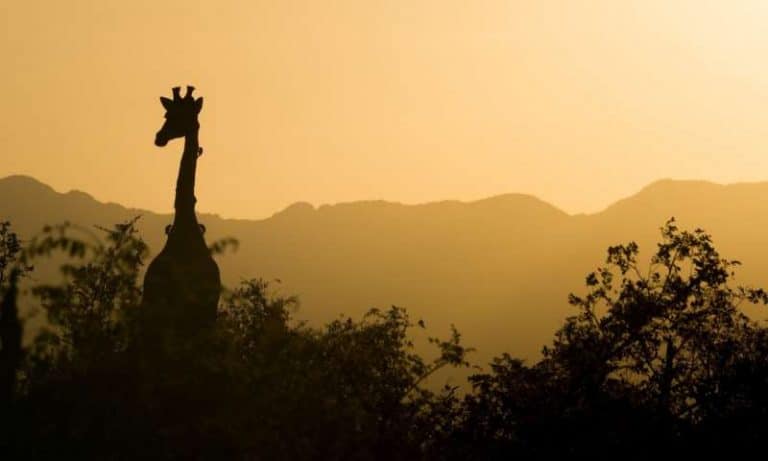 Shocking rate of plant extinctions in South Africa