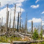University of Birmingham study shows impact of largescale tree death on carbon storage