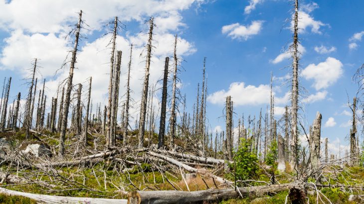 University of Birmingham study shows impact of largescale tree death on carbon storage