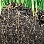 When plant roots learned to follow gravity
