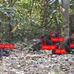 Artificial intelligence used to recognize primate faces in the wild
