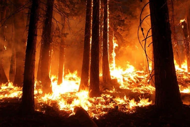 New wildfire models to predict how wildfires will burn in next 20 minutes
