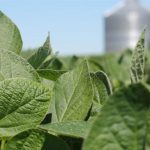 To address hunger, many countrie