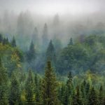 Aerosols from coniferous forests no longer cool the climate as much