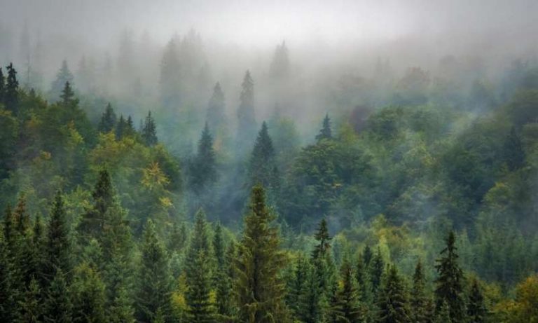 Aerosols from coniferous forests no longer cool the climate as much
