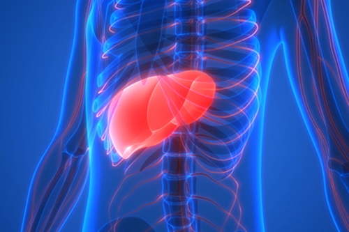 Fresh insights could lead to new treatments for liver disease