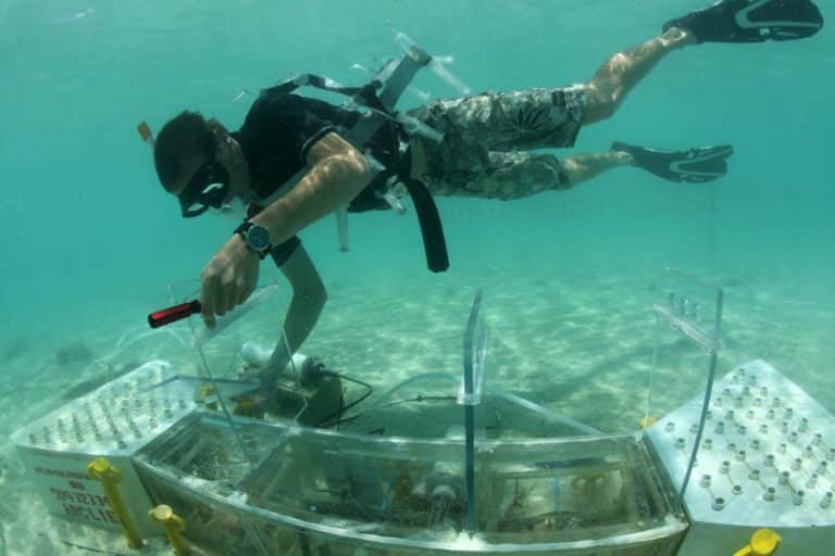 Living coral cover will slow future reef dissolutionLiving coral cover will slow future reef dissolution