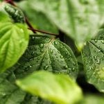 Plants alert neighbors to threats using common 'language'