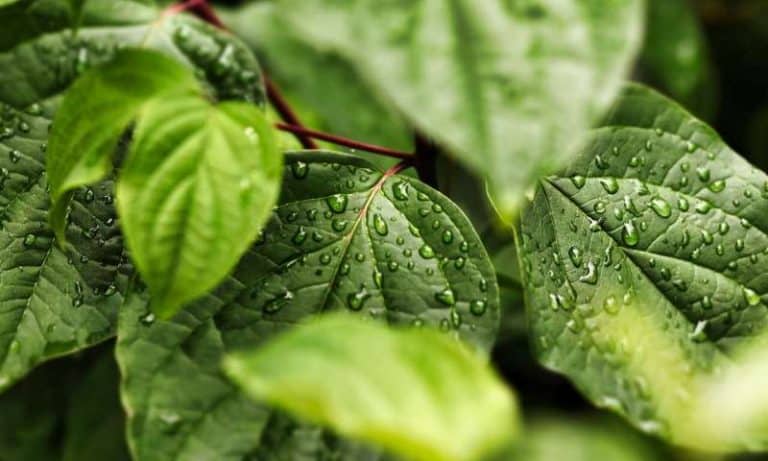 Plants alert neighbors to threats using common 'language'