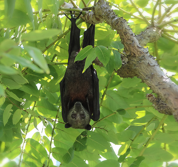 Wild animal Large flying fox or Malaysian flying fox ,A Big bat under bushes