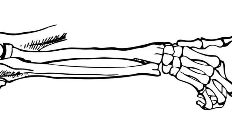Preserving old bones with modern technology
