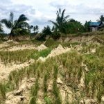 Rice irrigation worsened landslides in deadliest earthquake of 2018