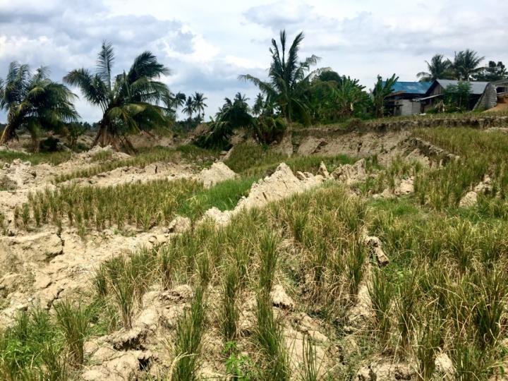 Rice irrigation worsened landslides in deadliest earthquake of 2018