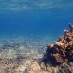 Scientists 'must be allowed to cry' about destruction of nature