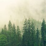 Sharing data for improved forest protection and monitoring