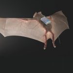 After release into wild, vampire bats keep 'friends' made in captivity