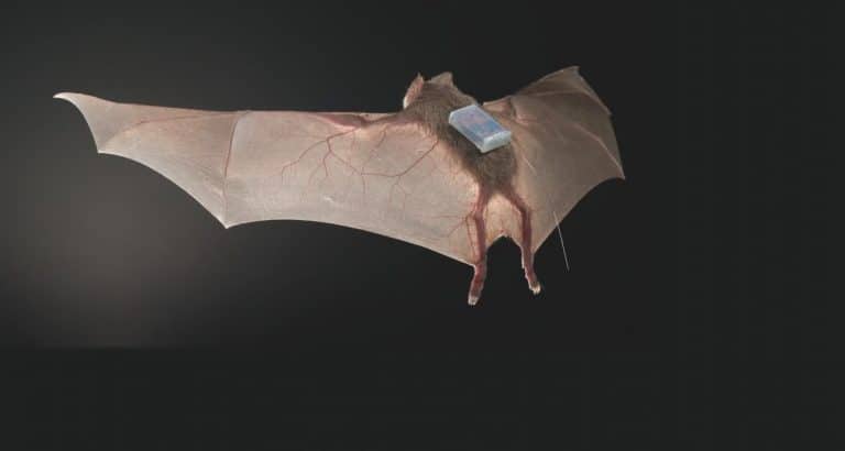 After release into wild, vampire bats keep 'friends' made in captivity