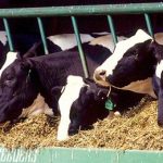 Clay as a feed supplement in dairy cattle has multiple benefits