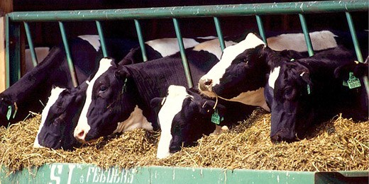 Clay as a feed supplement in dairy cattle has multiple benefits