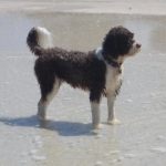 Dog ownership associated with longer life,
