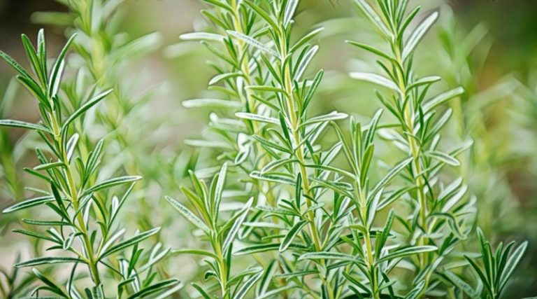 Medicinal Plants along the Banks of River Ganga