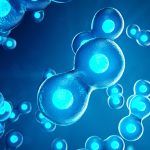 Slowing down -- Is aging caused by decreased cellular metabolism