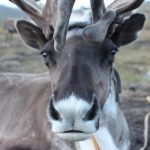 Vanishing ice puts reindeer herders at risk