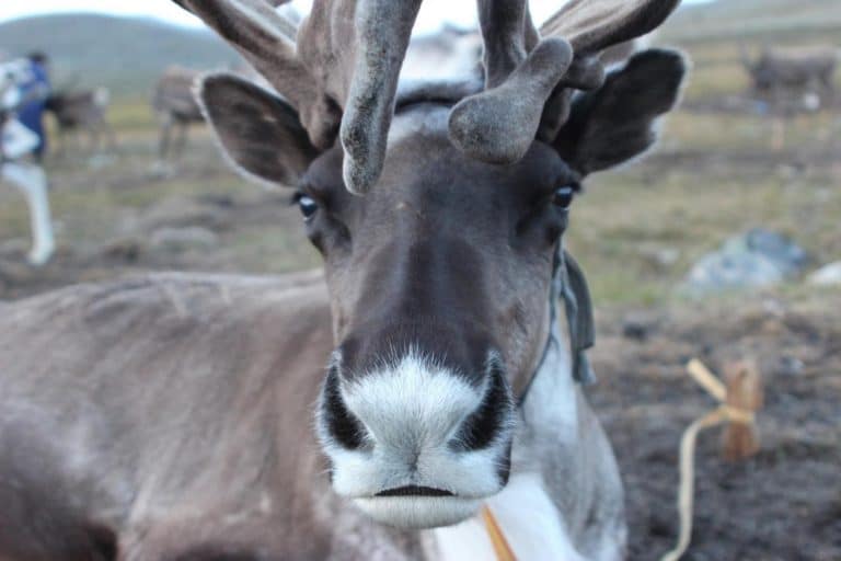 Vanishing ice puts reindeer herders at risk