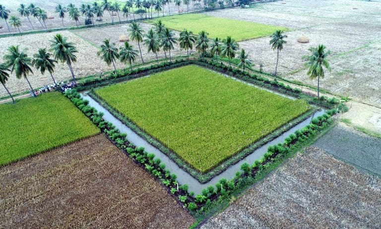 Zero Budget Natural Farming