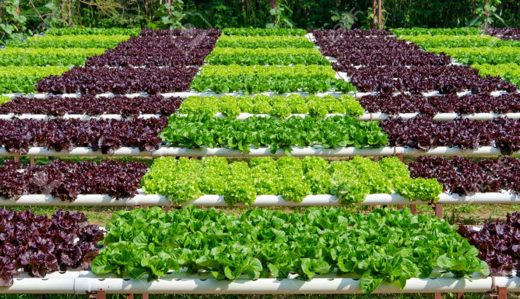 organic farming