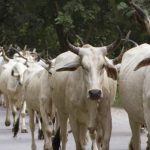 Abandoning of Animals