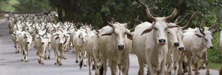 Abandoning of Animals