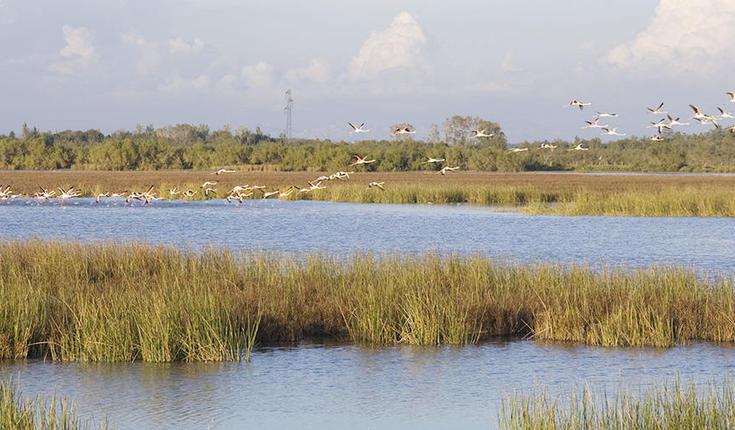 Biodiversity has substantially changed in one of the largest Mediterranean wetlands