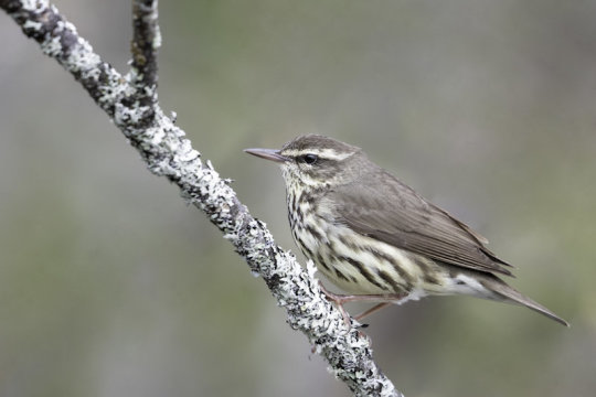 Birds' seasonal migrations shift