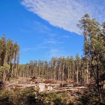 Degraded soils mean tropical forests may never fully recover from logging