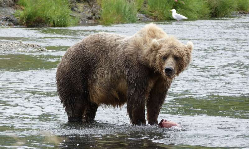 Easy prey largest bears in the world use small streams to fatten up on salmon