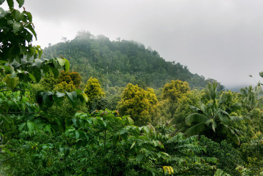 Global levels of biodiversityGlobal levels of biodiversity