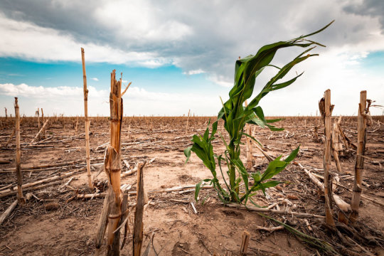 Large atmospheric waves in the jet stream present risk to global food production