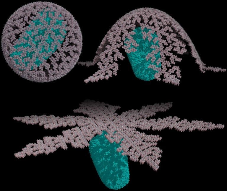 Scientists propose new structure for shell of HIV-1 virus