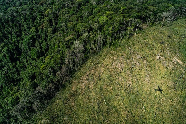 Amazon forest regrowth much slower than previously thought