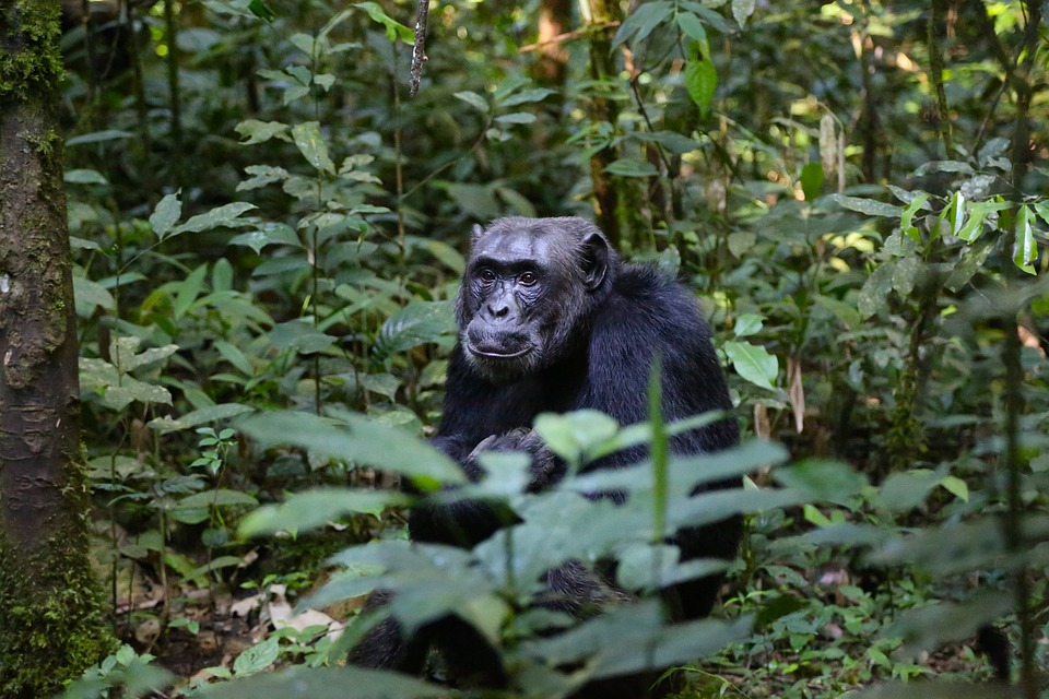 Chimpanzees more likely to share tools, teach skills when task is complex