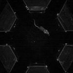 Finding your way in the dark depends on your internal clock