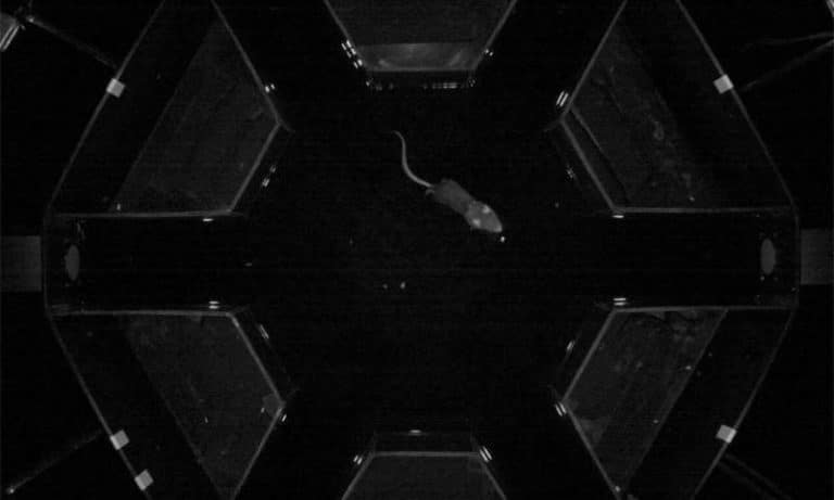 Finding your way in the dark depends on your internal clock