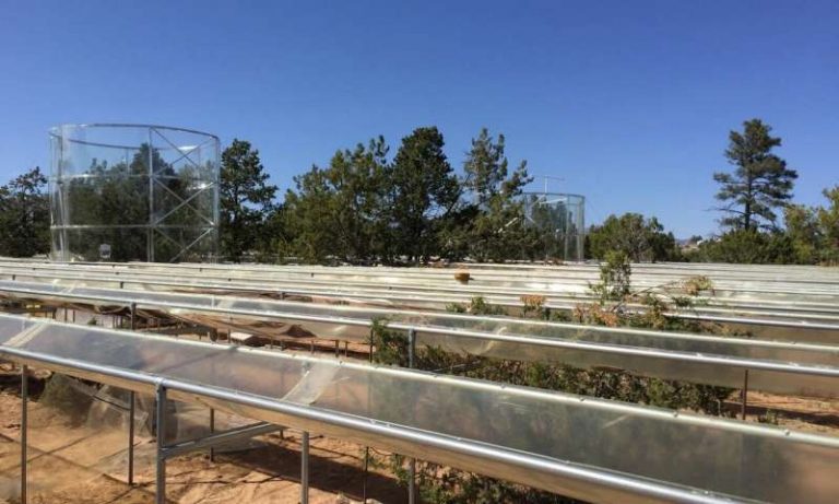 How do conifers survive droughts Study points to existing roots, not new growth
