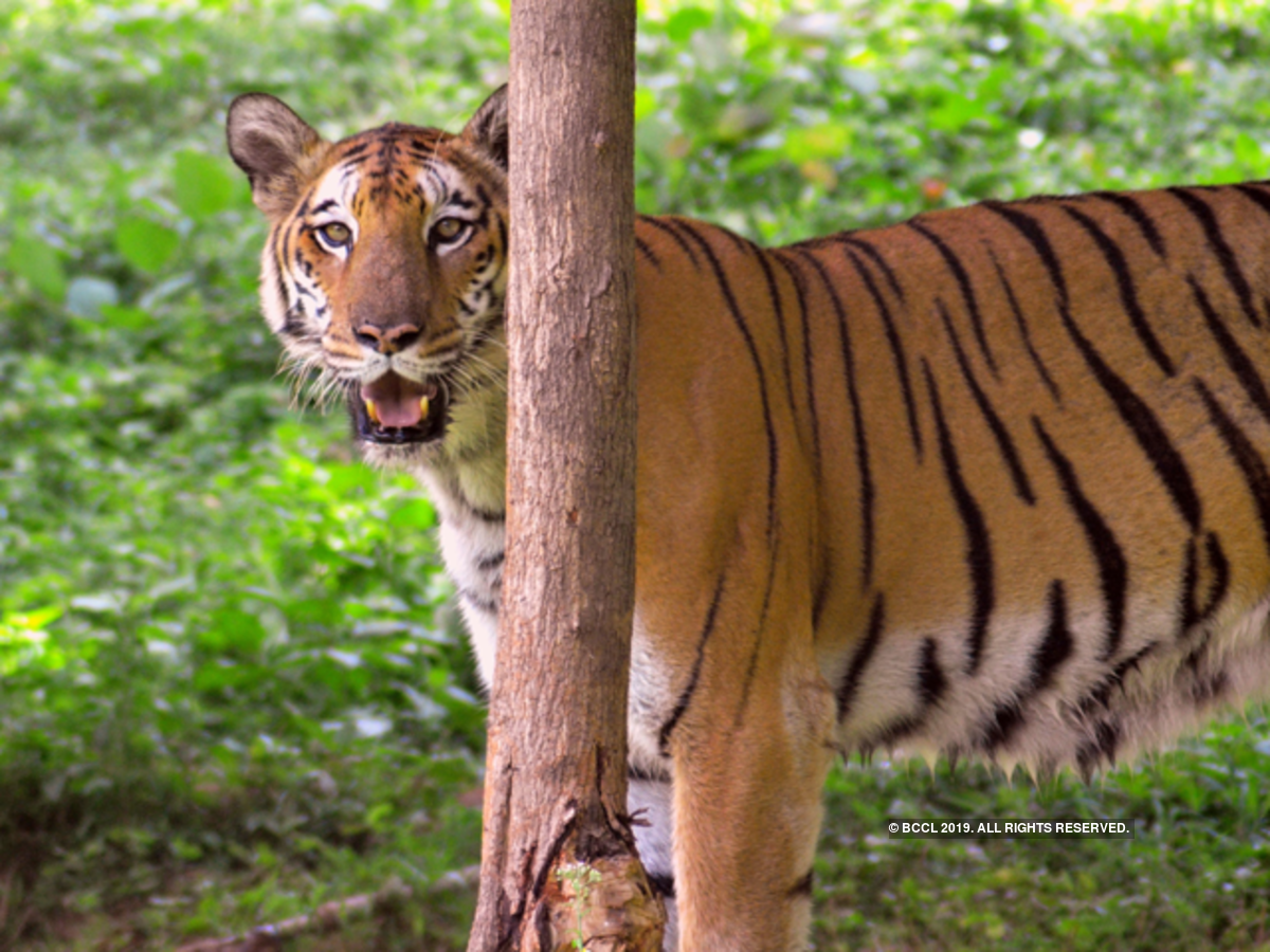 Large carnivores and zoos -- essential for biodiversity conservation marketing