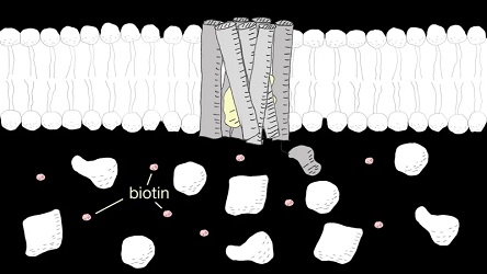 Missing link in mechanisms underlying fight-or-flight response