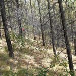 Response to fire impacts water levels 40 years into future