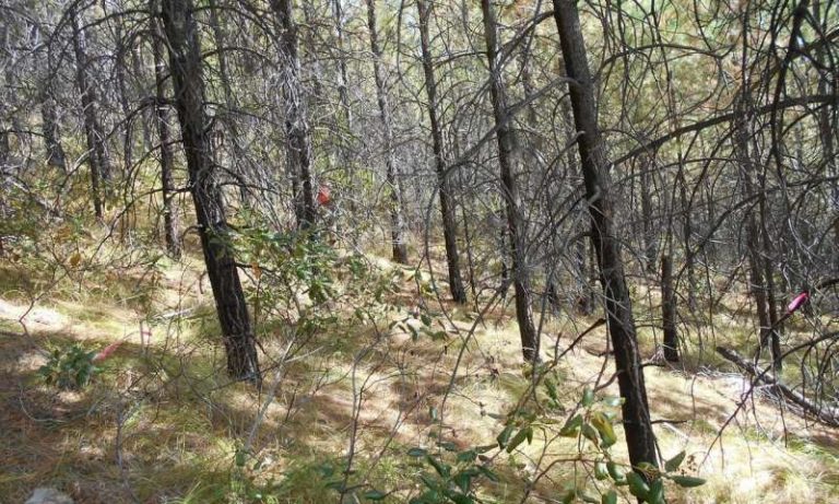 Response to fire impacts water levels 40 years into future