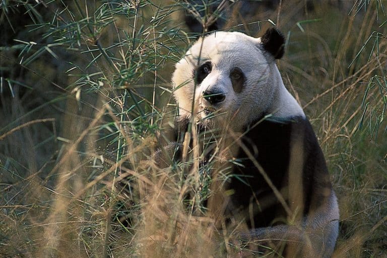 What makes for an endangered species