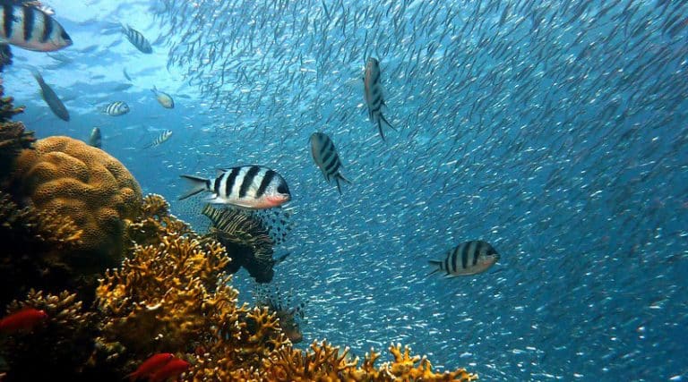 A plan tA plan to save Earth's oceanso save Earth's oceans